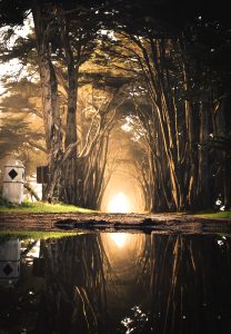 Fantasy forest at sunrise